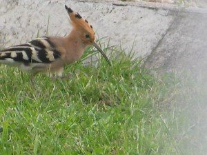 Hoopoe in a French Garden: Upupa Epops - Description, Range, Habits, Diet and Other Interesting Facts