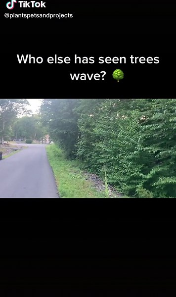 Trees Moving on Their Own! Watch Now