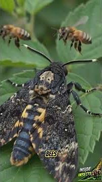 💀 The Moth That Looks Like Death… And Steals Honey!