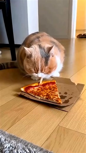 Cat… You Taught That Mouse a Lesson! 😹🐱🐭 #cat #catvideos #funny #youtubeshorts #shorts #comedy