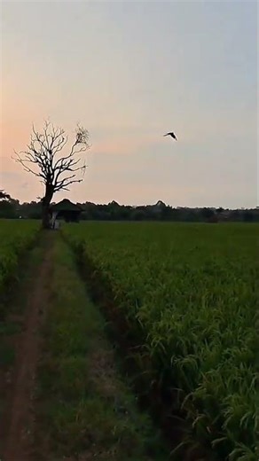 Wait… He Wasn’t Supposed to Fly THIS Far 😳🦜 | MACAW FREE FLIGHT #bird #birdlovers #birds