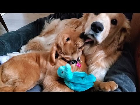 Grumpy Golden Retriever Annoyed By New Baby Sister