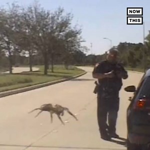 People were spooked after a local police dept. posted footage of a spider crawling across their dash cam 🕷 | NowThis