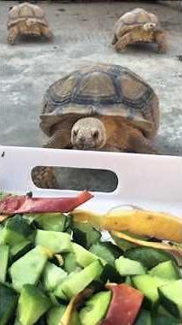 3 Sulcata Tortoises Enjoy Cucumber Feast 🐢🥒 Sulcata Safari #sulcatatortoise #sulcatasafari #usapets