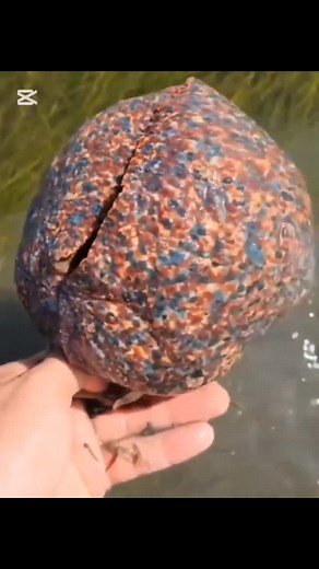 * The Journey of the Sea snails * Dive into the mesmerizing world of sea snails! In this clip, we explore the beauty and intricate details of these unique marine creatures. Join us on an adventure beneath the waves as we uncover the secrets of the ocean! #SeaSnail #OceanWonders #MarineLife #Nature #UnderwaterExploration #SeaCreatures #BeautifulNature #OceanVideo #WildlifeLovers #NatureLovers #fyp #trending #trendingreels #viralreel #explorepage #explore #اكسبلورexplore #trendingnow #puplurnow #v