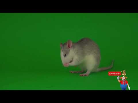 Cute Mouse Green Screen #greenscreenstudio #greenscreenvideo #greenscreen #greenscreeneffects