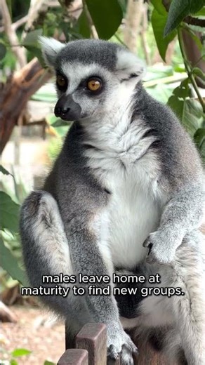 King Julian is Real! Meet the Ring-Tailed Lemur 👑🐒#madagascar #kingjulian #lemur #wildlife