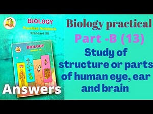 Study of structure or parts of human eye, ear and brain biology practical class 12 B 13 answers
