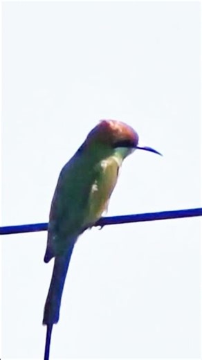 Green Bee Eater Bird 🕊️ #birds #birdcall #talkingnature #birdsound #nature #birdsong #naturesvoice
