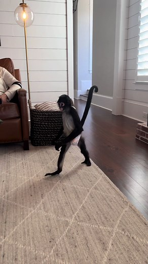 Winston the Spider Monkey: King of the Troop