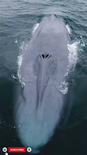 Do Whales Sing in a Language More Complex Than Our