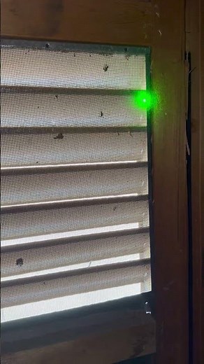 Poison-Free Rat Removal & Exclusions Phoenix Arizona