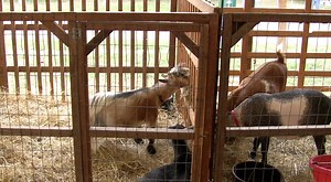 5 Things to Know About the 4-H Fair