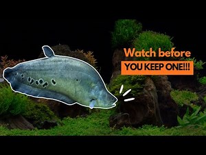 EVERYTHING ABOUT KEEPING CLOWN KNIFE FISH…. EXPLAINED BY THE FISH ITSELF!!!!!