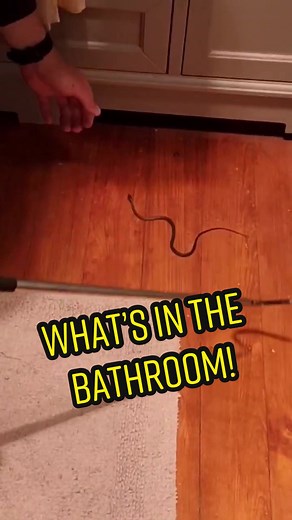 Snake in the Bathroom! Crazy Encounter Caught on Camera