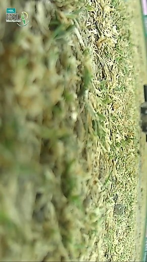 29K views · 913 reactions | Epic Battle in PSL | Shahid Afridi vs Shaheen Shah Afridi #HBLPSL9 #SportsCentral #Shorts #PCB M1F1A | Sports Central | Facebook