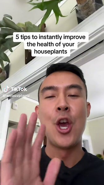 Here are 5 indoor plant hacks to improve the health of your houseplants instantly #indoorplants #planthacks #planttips #houseplants #creatorsearchinsights