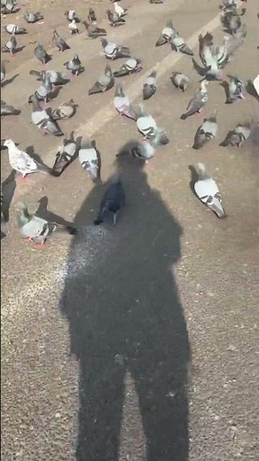 Kabootar ja ja beautiful song 🎧 pigeons 🐦