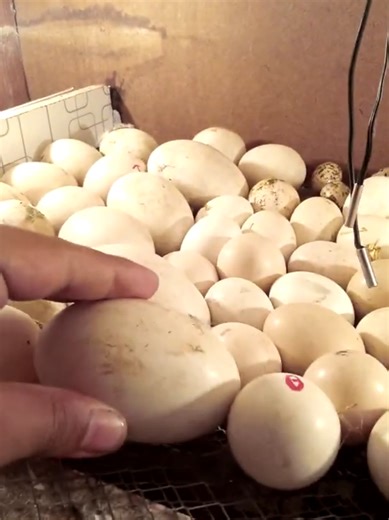 Incubator homemade review