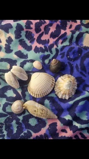 Understanding Shells: Symbolism and Magickal Properties
