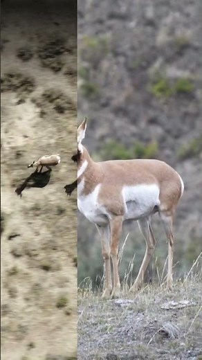 Meet North America's fastest land mammal: the pronghorn