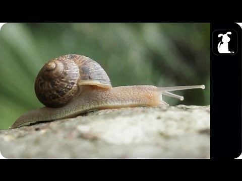 AWOLNATION - Sail Parody - ASHELLNATION - Snail Petody