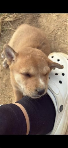 Creating a Kawaii Donut Kingdom in Minecraft