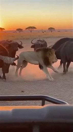 Buffalo Herd CRUSHES Lion - SAVES Member! 🐃 무리구출 🐃 仲間救出 #viral #buffalo