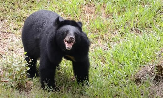 Bear Rescued From Bile Farm After 27 Years Sees Sky For The First Time - NewsBreak