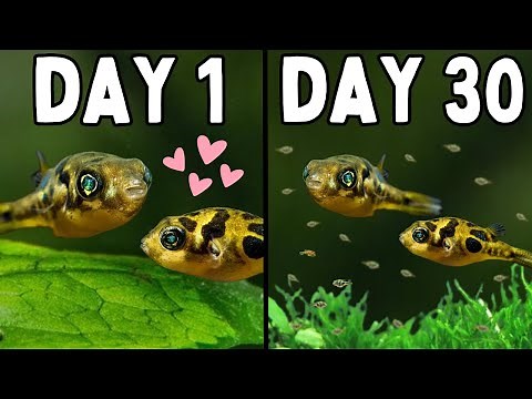 How to Breed Pea Pufferfish | In Depth Guide