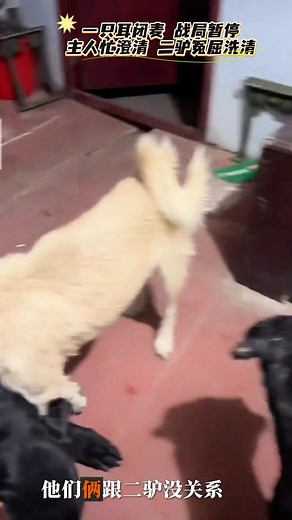 46K views · 760 reactions | King Charles dog is a commanding presence, One-Eared Dog instantly cowers and hides, and Erlv is wrongly accused while watching the drama unfold #fblifestyle | King Charles dog | Facebook