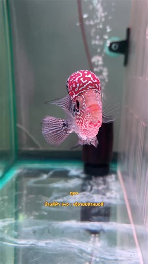 ตุลา #เจ้อายปลาหมอสี #ปลาหมอสี #crossbreed #ปลาหมอสีปากเกร็ด #ปลาหมอสีนนทบุรี