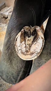 Treating Thrush in horse hoof - What is Thrush? Vetericyn Hoof Care #vetericyn #thrush #horsecare | Caleb Erickson