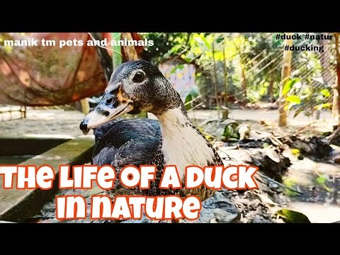 The Peaceful Life of Ducks in Nature | Duck Playfulness by the Pond।