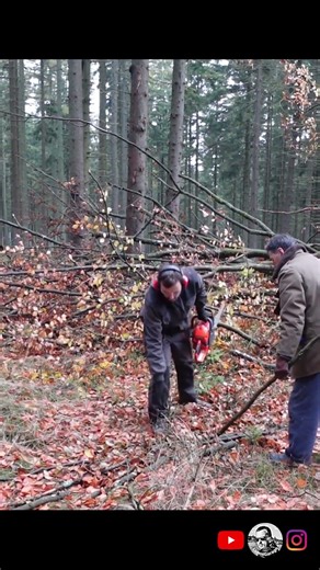 Spadlý buk Těžba dřeva s Husqvarna 445, malotraktorem Vari Honda GCVx 200 short 3/9