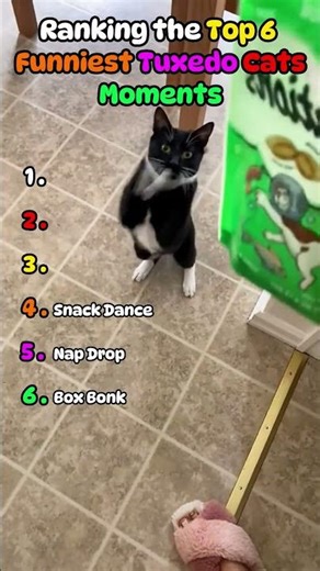 Tuxedo Cat Moments Compilation