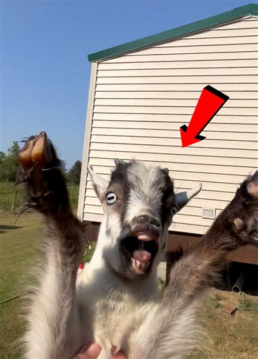 Goats Know How To Work A Crowd—And A Camera!📸🐐 | Humor and Giggles