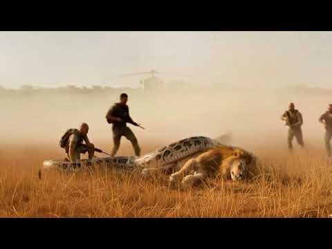 “Giant Python Attacks Tiger — Incredible Wildlife Rescue by Expert Team”