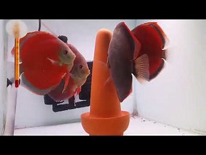 2 Discus Pairs and One Cone. Very special. Thanks to ‎侯捷薾‎