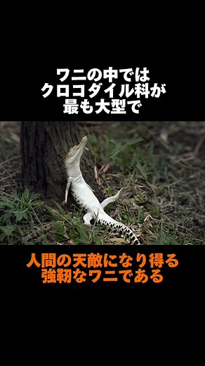 究極生命体クロコダイル - 最強な州クロコダイルについての雑学