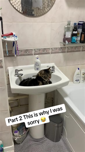 Apologies and Cats: Understanding Their Reactions