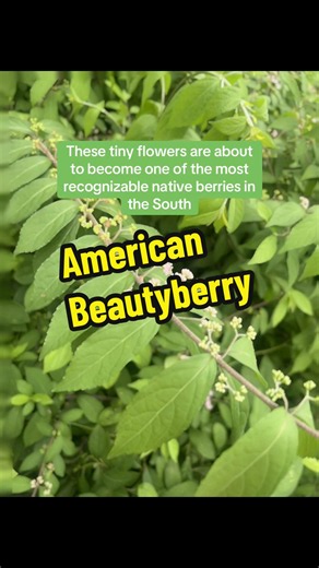 Most people notice beautyberry when the purple berries appear. I think the flowers deserve some attention too. 🌿💜 Fun fact: Those bright purple berries don’t appear until late summer, but the flowers are easy to miss because they’re only about ¼ inch across. One shrub can end up covered in hundreds of berries that feed birds through fall and winter. #beautyberry #nativeplants #plantnative
