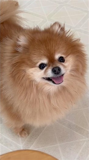 The Surprising Reason Pomeranians Are So Adorable!