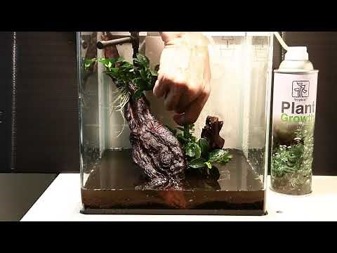 Créer un décor végétal dans un aquarium - Truffaut