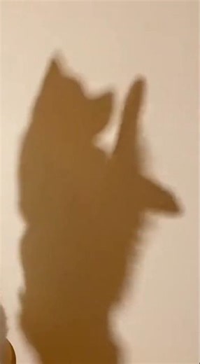 Dog accidentally creates masterpiece with its shadow #shorts #dog #viral