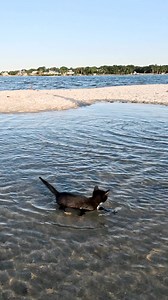 This kitten loves water! #catsoffacebook #catvideos #meow | TropiCats