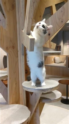ハイテンションではしゃぐ三毛猫マンチカン😸