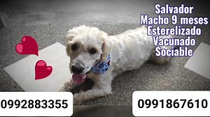 Caso externo Hola soy Salvador  Un hermoso perrito Rescatado del...