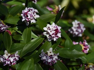 Winter daphne shrub needs the right site, well-drained soil