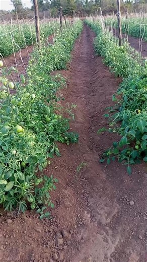 Innovative Farming Practices in Gambia